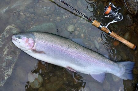 雨の天竜川ルアーフライテンカラ専用区